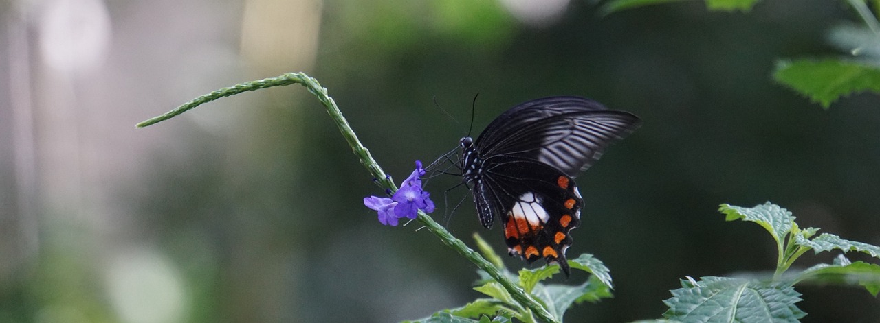 A Green Vista: The Integral Role of Biodiversity in Scenic Landscapes